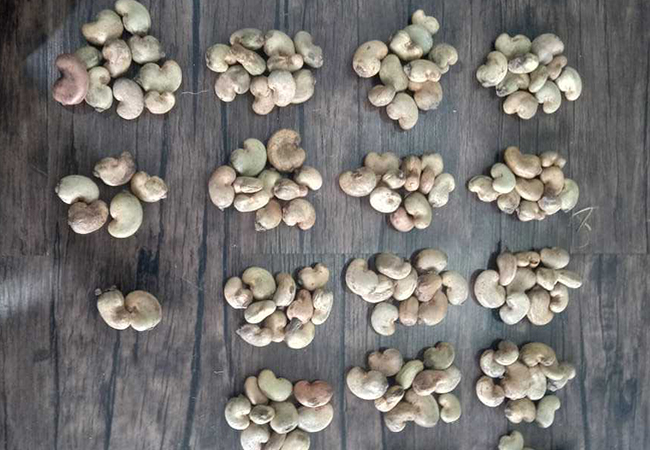 Cashew Grading Process