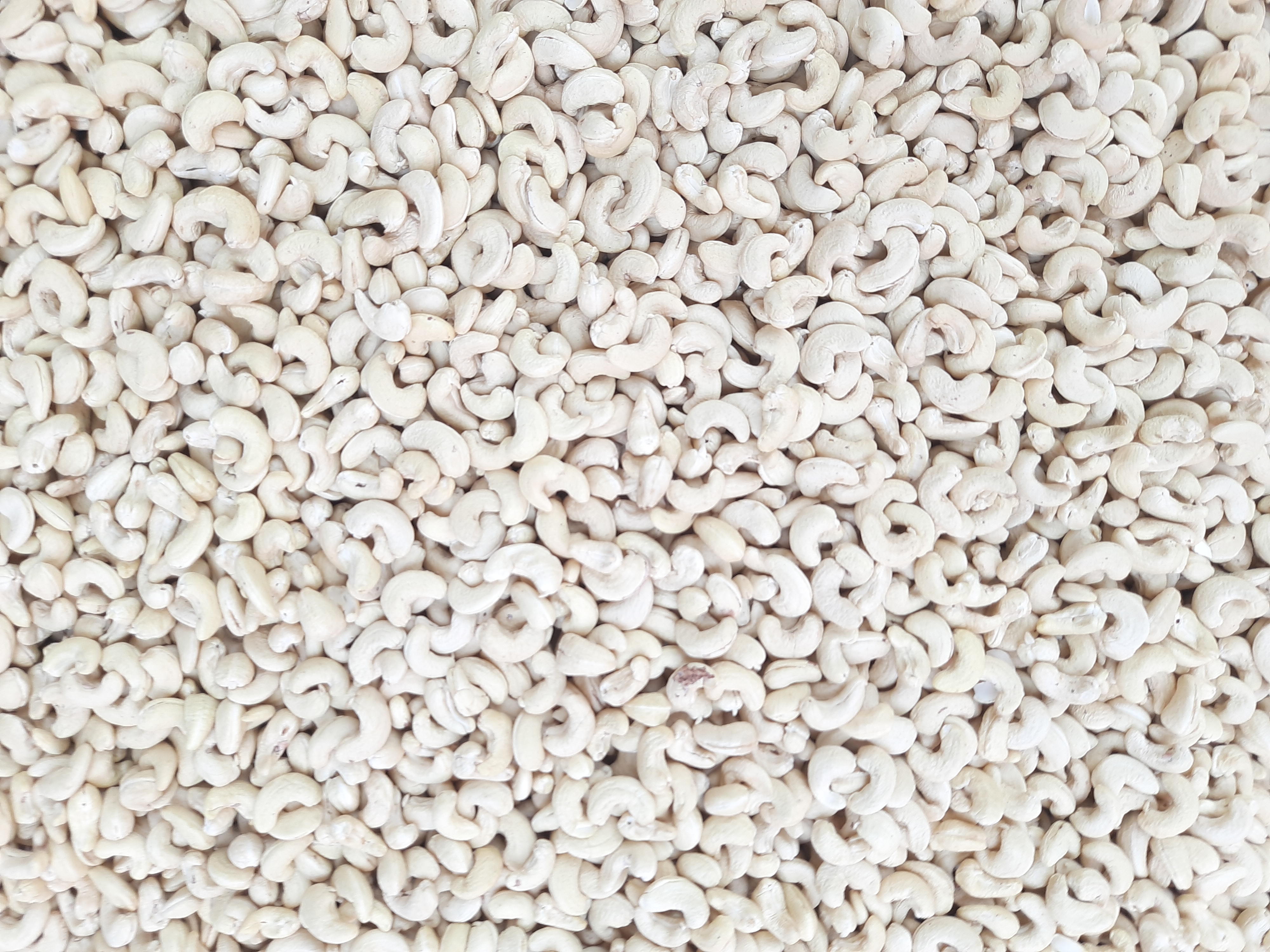 W350 WHOLE CASHEW KARNEL 